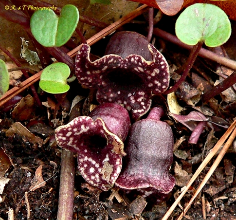 {Hexastylis heterophylla}